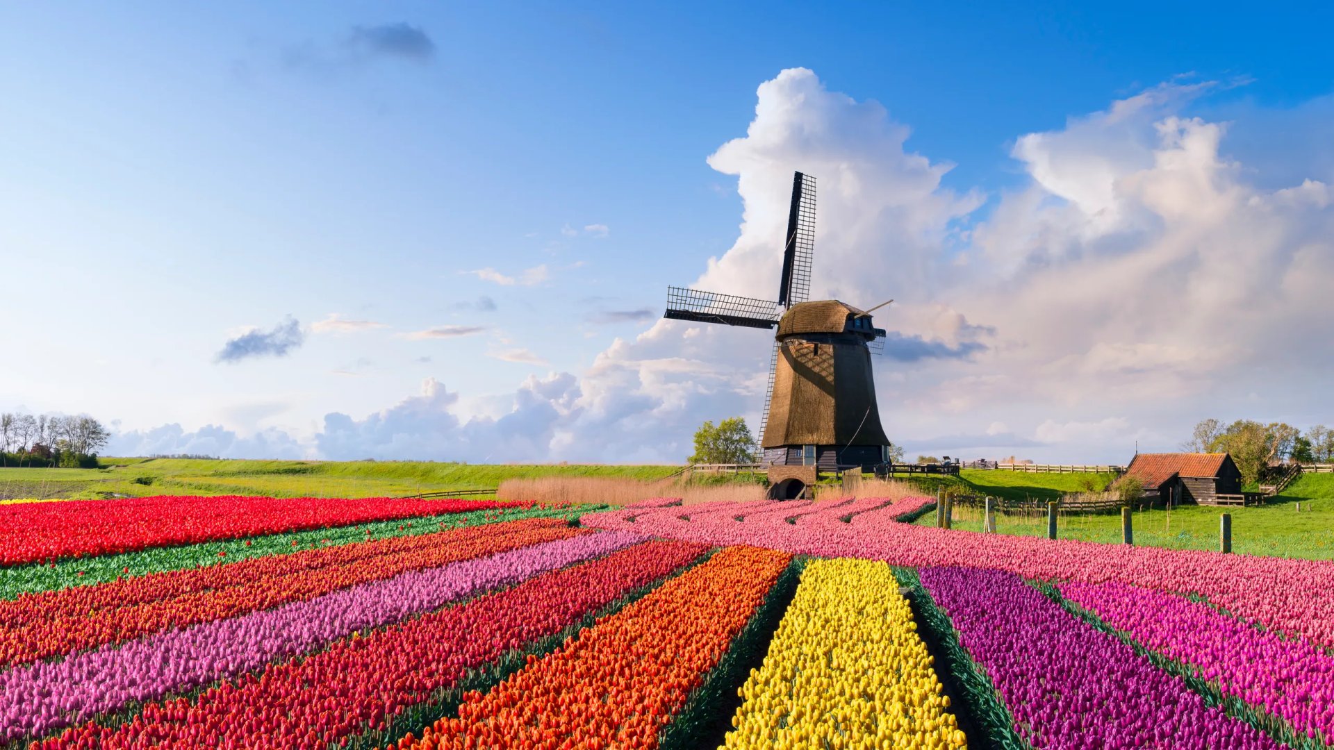 Zur Tulpenblüte nach Holland